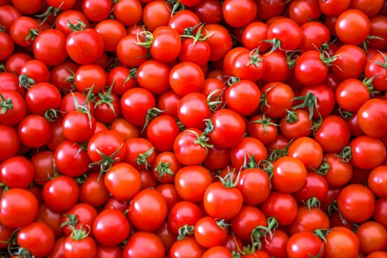 an image of tomatoes, history of tomatoes, the story of tomatoes, the origins of tomatoes